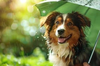 The Ultimate 9 Dog Breeds That Were Always There, Rain Or Shine