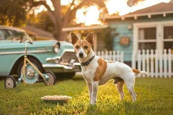 13 Dog Breeds That Were As Common As Apple Pie In 1950s America