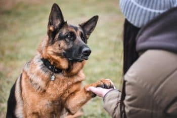 Top 11 Dog Breeds That Were Raised With Manners, Heart & Hustle