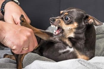 11 Dramatic Dog Breeds That Deserve An Oscar For Overreacting