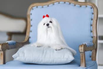 The Ultimate 13 Dog Breeds That Were Bred for Royalty but Would Love Your Couch