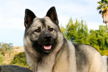 The Ultimate 15 Dog Breeds That Were Once the Most Popular in America—But Are Rare Today