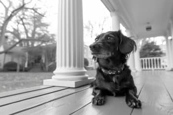 The Ultimate 9 Dog Breeds That Belonged On Every Front Porch In The ’40s