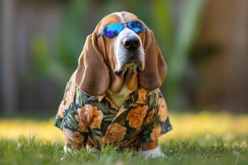 9 Dog Breeds That Were Neighborhood Legends Before Instagram Dogs Were Born