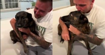 Dog Goes Missing for 11 Days, Wakes Up to the Best Surprise Ever