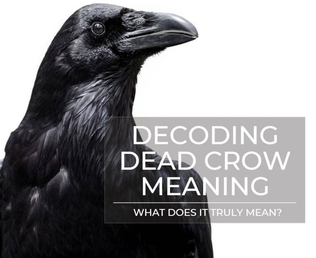 Beyond the Veil: What a Dead Crow Reveals About Your Spiritual Transformation