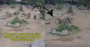 Smart Elephants at San Diego Zoo Stay Calm During Earthquake