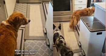 Washington Woman Shocked to Find Out Who Really Broke Her Dishwasher