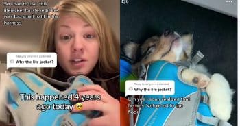 Owner’s Worry Turns to Amusement When Dog’s ‘Freeze’ Is Explained