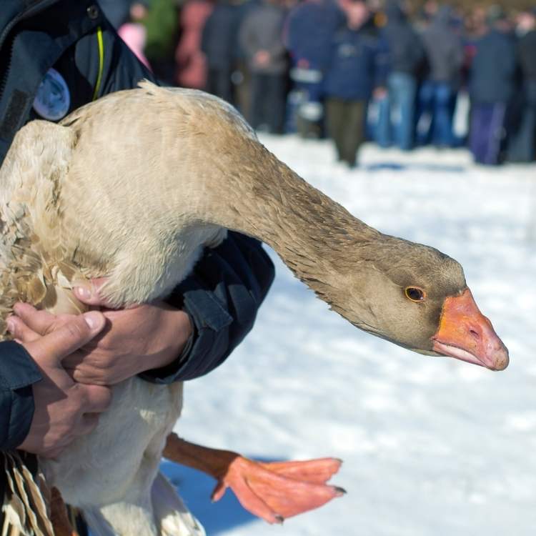 The Sacred Messenger: What a Dead Goose Reveals About Life’s Necessary Transitions