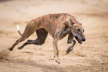 9 Dog Breeds That Were Bred For Speed And Endurance