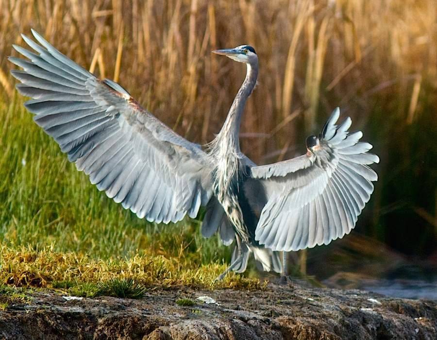 When Death Takes Flight: The Profound Spiritual Message Behind a Dead Heron Encounter