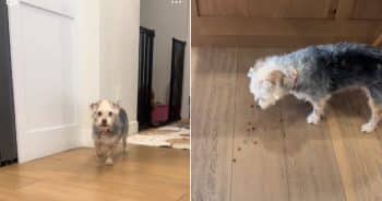 Dog Has Hilarious Reaction When Asked About Going for a Walk