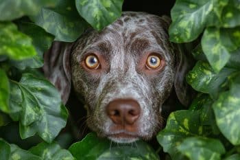 9 Brain-Boosting Herbs That Help Anxious or Aging Dogs
