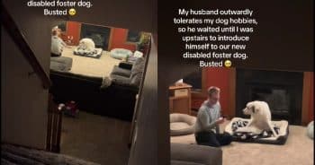 Woman Snaps Sweet Moment Between Husband and Their New Foster Pup