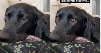 Soon-To-Be Mom Catches Adorable Moment Dog Feels Baby Kick