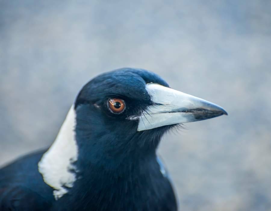 The Messenger’s Silence: What a Dead Magpie Reveals About Life’s Hidden Transitions