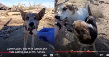 Kind Person Stops to Help One Desert Pup—Ends Up Rescuing a Whole Pack