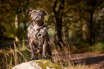 13 Ultimate Courageous Dog Breeds That Stand Their Ground
