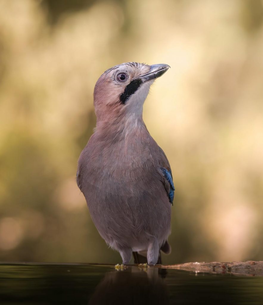 The Sacred Messenger: What Finding a Dead Jaybird Reveals About Your Spiritual Journey
