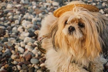 13 Dog Breeds That Match the Retired Lifestyle Perfectly