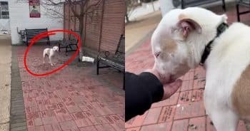 Rescuers Devastated After Finding Dog Left Tied to Tree