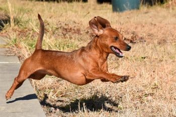 9 Dog Breeds That Are ‘Surprisingly’ Agile
