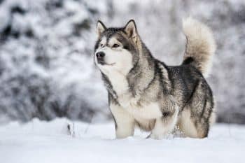 11 Hardy Dog Breeds That Can Handle Extreme Climates