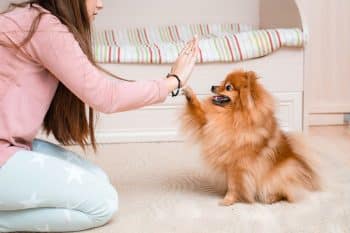 11 Dog Breeds That Are Easy to Train for First-Time Owners