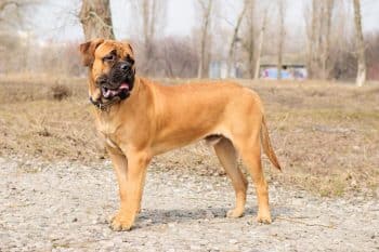 13 Top Dog Breeds That Keep Watch Without Making A Scene