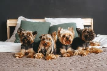 15 Dog Breeds That Do Well In Apartments