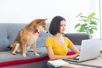 9 Dog Breeds That Adjust Well To Busy Schedules