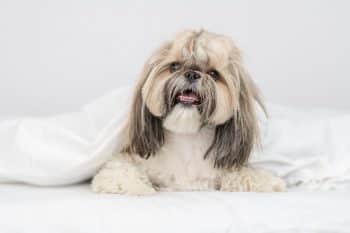 11 Top ‘Composed’ Dog Breeds That Don’t Overreact