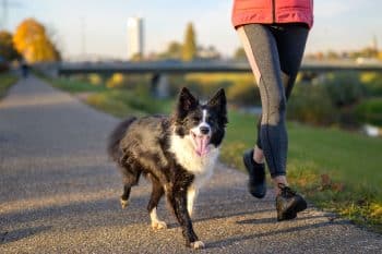 11 High-Energy Dog Breeds For Active Owners
