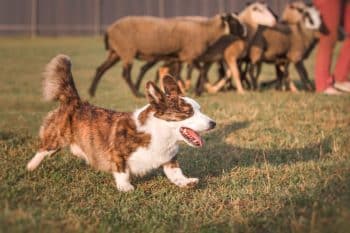 9 Ultimate Dog Breeds That Were Born To Herd