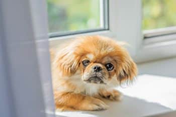 15 ‘Low-Key’ Dog Breeds That Are Surprisingly Relaxed