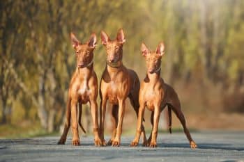 15 Ancient Dog Breeds With A Noble Past