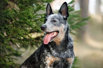 15 Rugged Dog Breeds Built for Tough Terrain