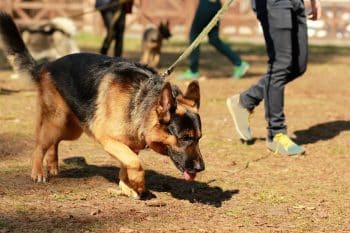 9 Ultimate Dog Breeds With Legendary Tracking Abilities