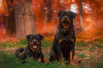 Top 13 Dog Breeds That Have Been Protecting Humans for Centuries