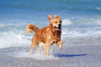 11 Water-Loving Dog Breeds That Can’t Stay Dry