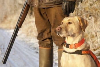11 Hunter-Friendly Dog Breeds That Were Built For The Hunt