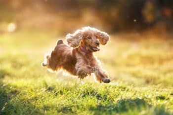 9 Agile Dog Breeds That Are Surprisingly Nimble