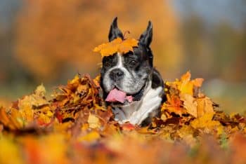 9 Most Vigilant Dog Breeds That Keep A Sharp Eye Out