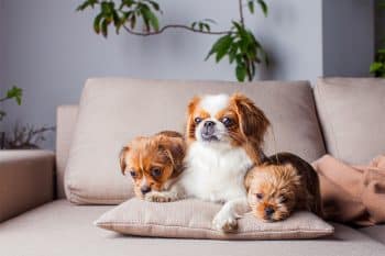 15 Dog Breeds Who’ve Earned A PhD In Couch Lounging