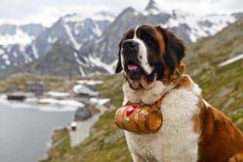 13 Heroic Dog Breeds With Unique Histories And Heroic Backgrounds