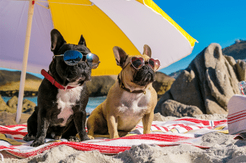 9 Compact Dog Breeds With Big Dog Confidence