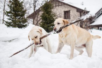 9 Most Capable Dog Breeds That Excel Without Constant Instruction