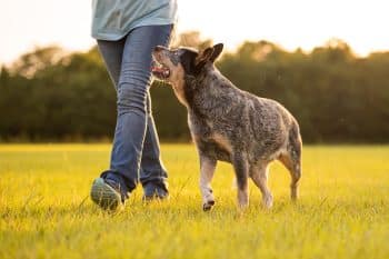 11 Determined Dog Breeds That Don’t Know the Meaning of “Quit”