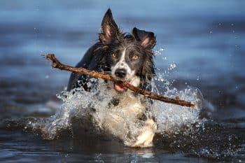 9 Fetch-Obsessed Dog Breeds That Can’t Get Enough Of The Game